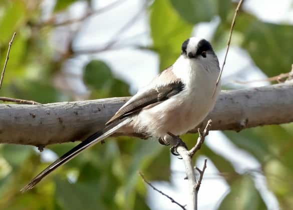 動物図鑑・エナガ